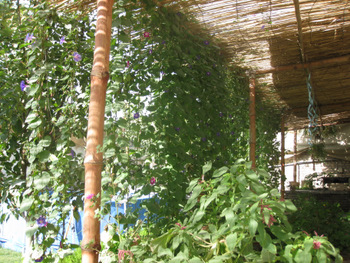 Morning Glory Vines