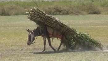 Afghanistan Travel 