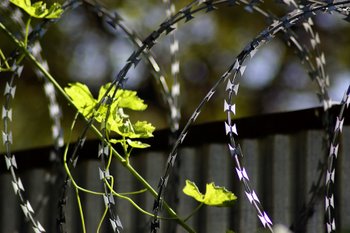 concertina wire and flowers