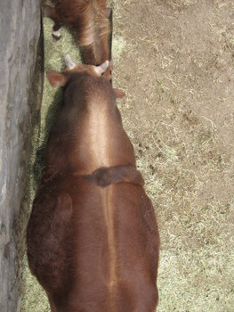 Afghan cow