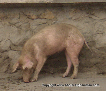 Afghanistan pig