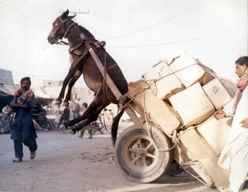 Afghan Donkey